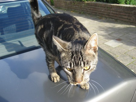 Inspectie door onze kat, Lev.